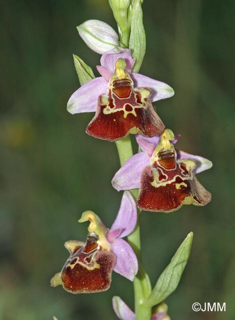 Ophrys montis-aviarii