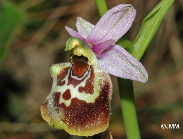 Ophrys montis-aviarii