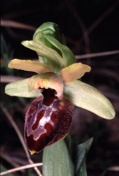 Ophrys arachnitiformis  var. occidentalis