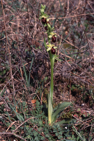 Ophrys arachnitiformis  var. occidentalis