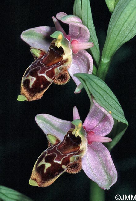 Ophrys oceanica