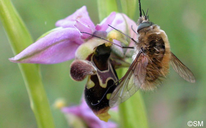 Ophrys oceanica