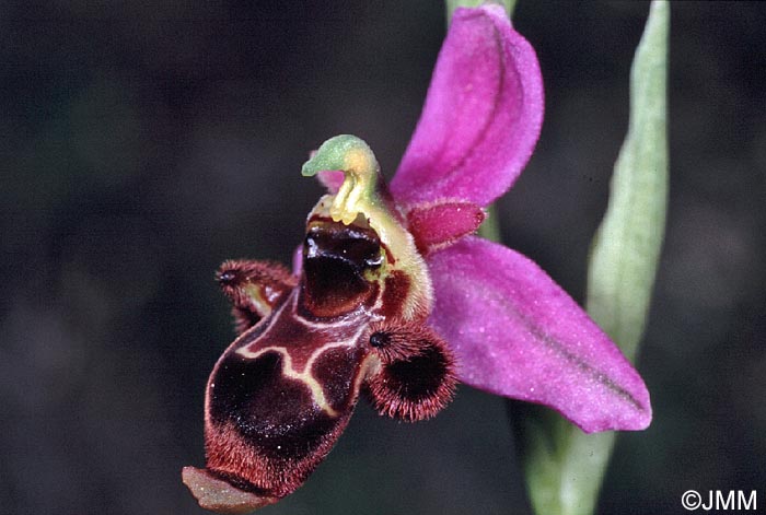 Ophrys oceanica