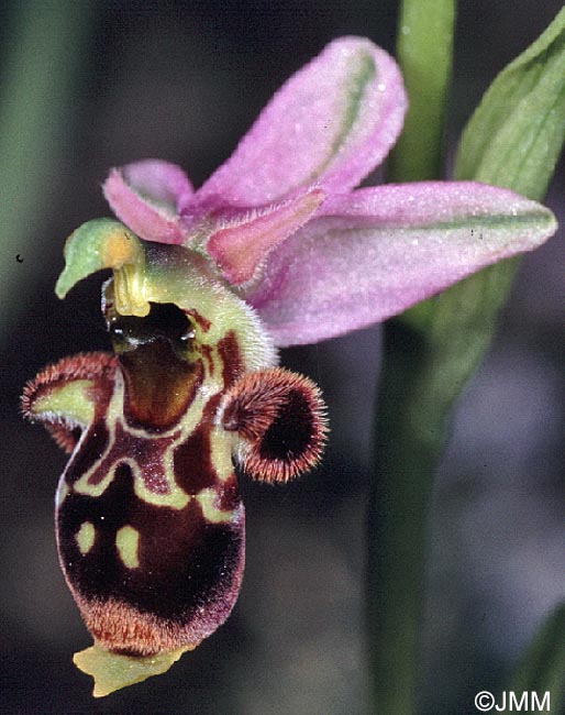 Ophrys oceanica