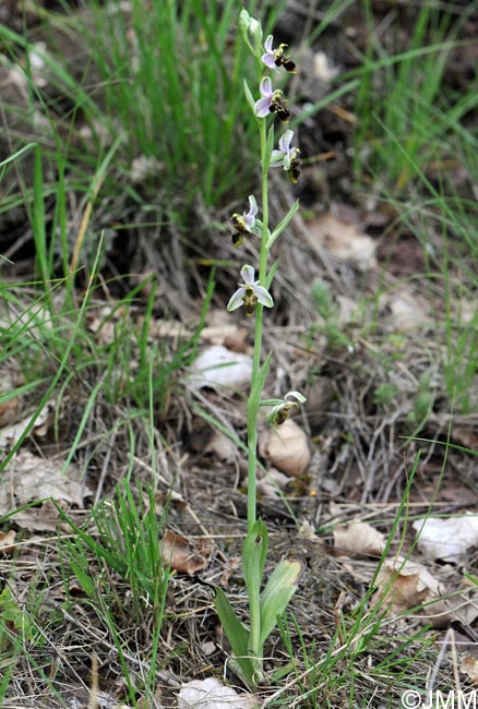 Ophrys oceanica