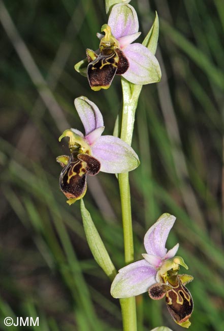 Ophrys oceanica