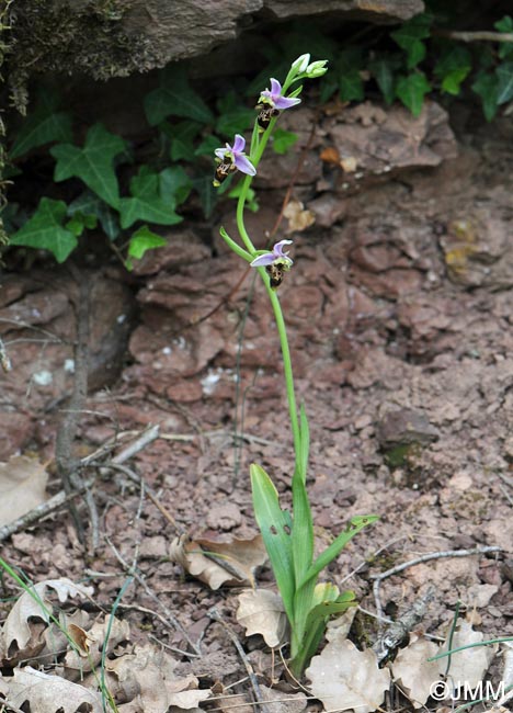 Ophrys oceanica