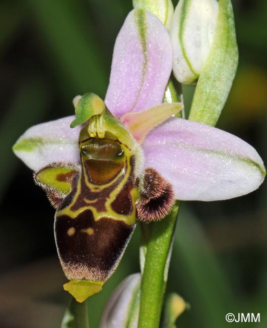 Ophrys oceanica