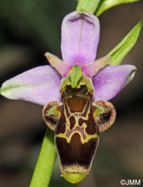 Ophrys oceanica