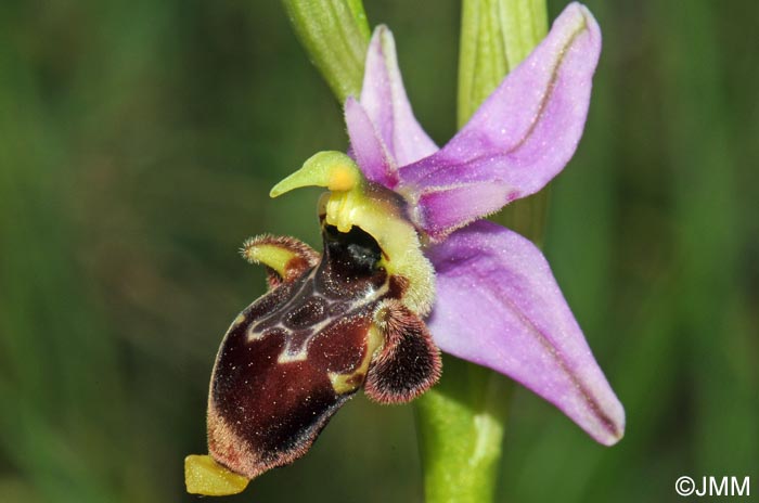 Ophrys oceanica