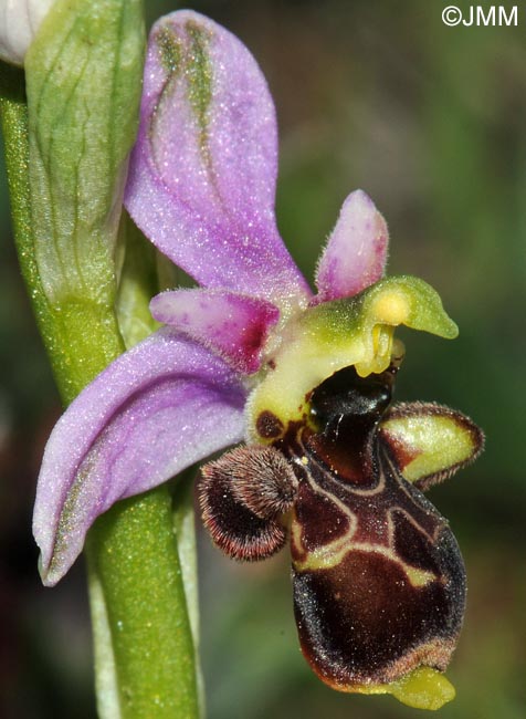 Ophrys oceanica