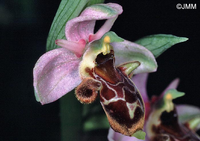 Ophrys oceanica