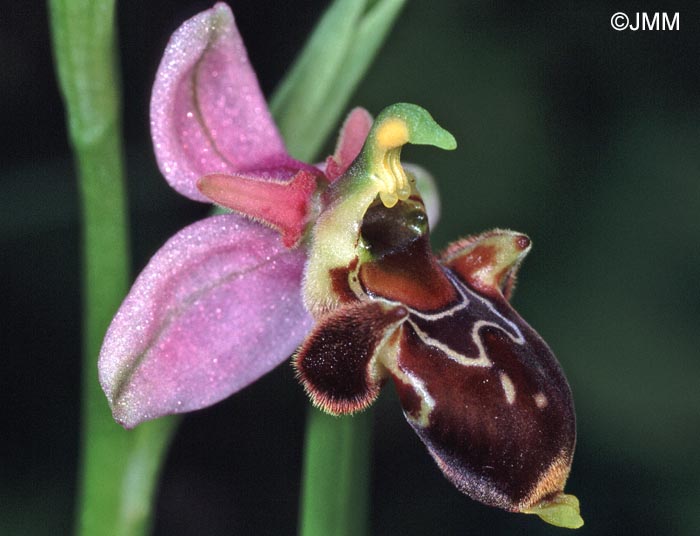 Ophrys oceanica