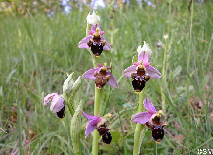 Ophrys oceanica