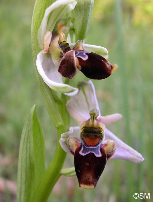 Ophrys oceanica