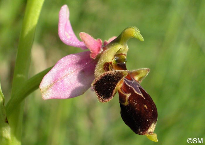 Ophrys oceanica