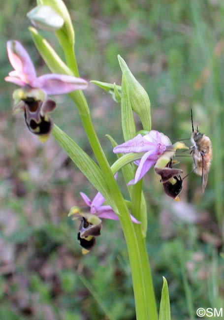 Ophrys oceanica