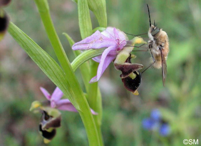 Ophrys oceanica