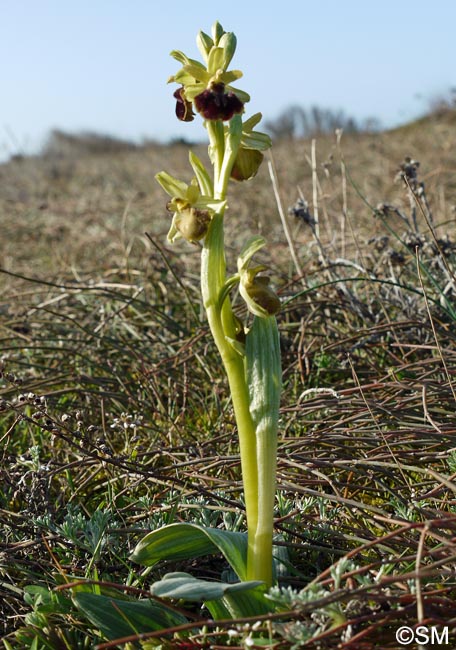 Ophrys suboccidentalis subsp. olonae