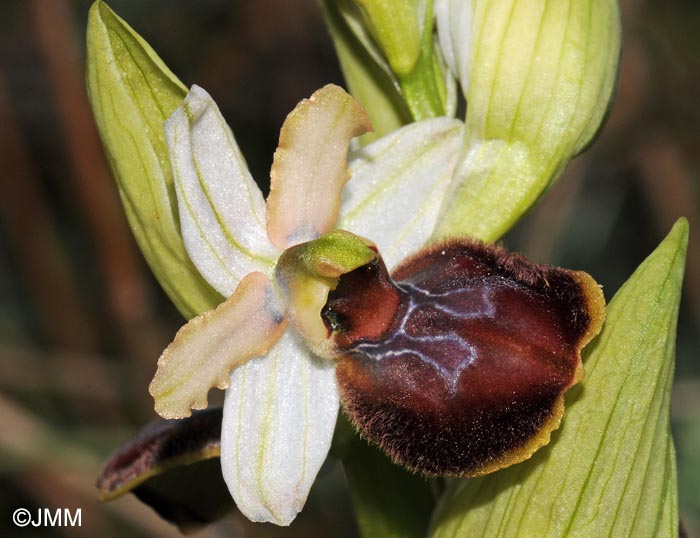 Ophrys suboccidentalis subsp. olonae