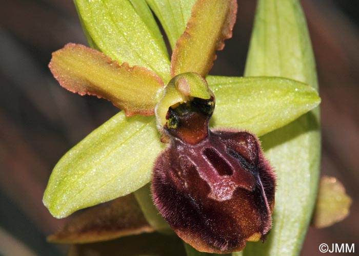 Ophrys suboccidentalis subsp. olonae