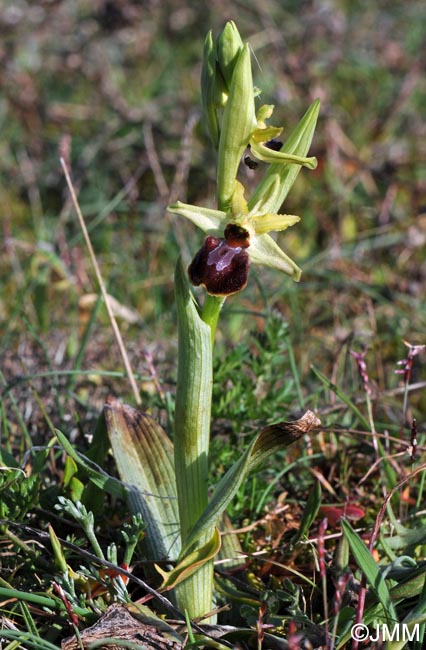 Ophrys suboccidentalis subsp. olonae