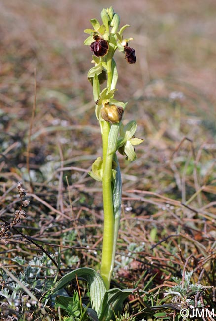 Ophrys suboccidentalis subsp. olonae