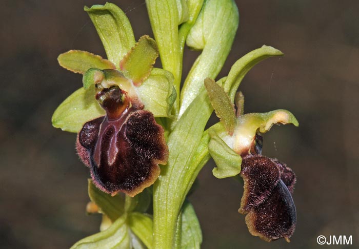 Ophrys suboccidentalis subsp. olonae