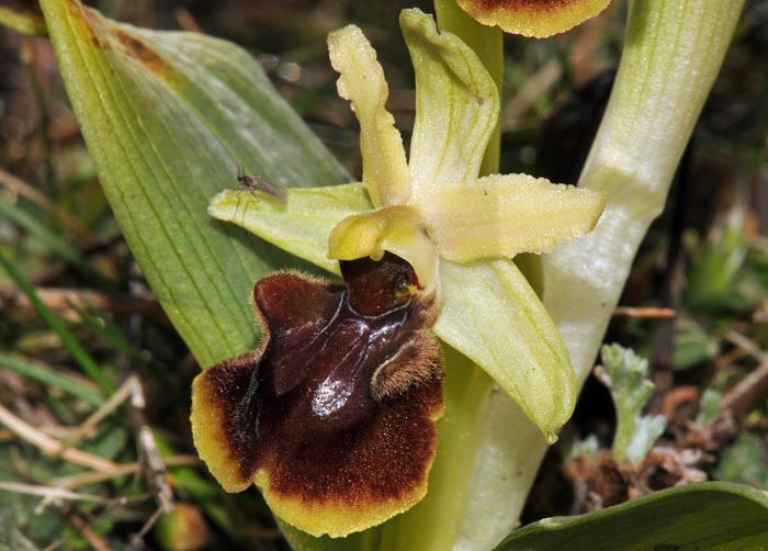 Ophrys suboccidentalis subsp. olonae