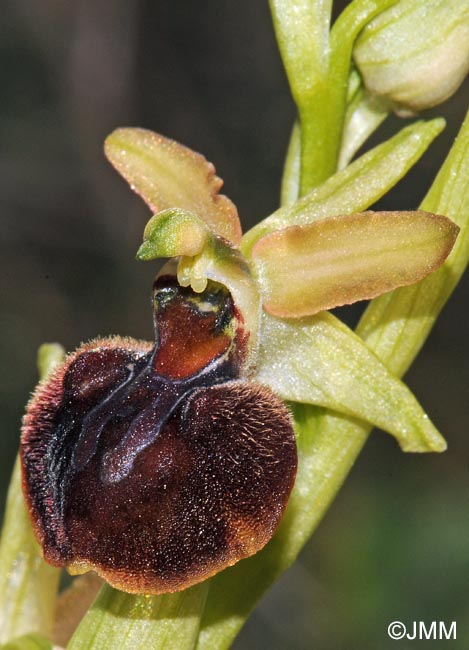 Ophrys suboccidentalis subsp. olonae