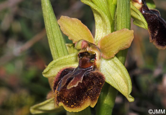 Ophrys suboccidentalis subsp. olonae