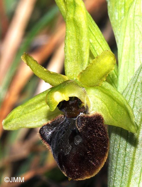 Ophrys suboccidentalis subsp. olonae