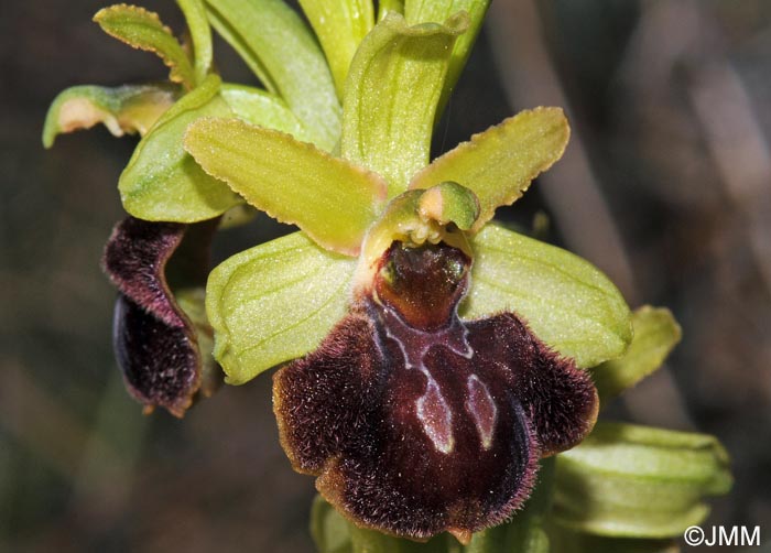 Ophrys olonae = Ophrys suboccidentalis subsp. olonae