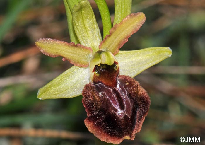 Ophrys suboccidentalis subsp. olonae