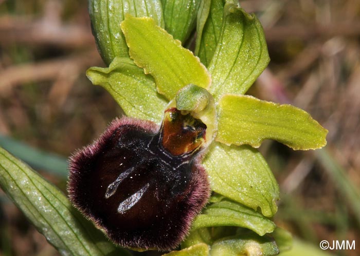 Ophrys suboccidentalis subsp. olonae