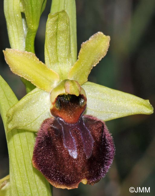 Ophrys suboccidentalis subsp. olonae