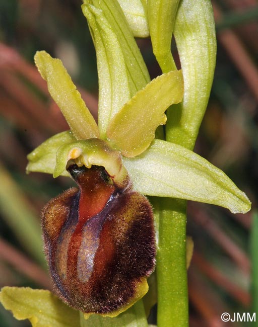 Ophrys suboccidentalis subsp. olonae