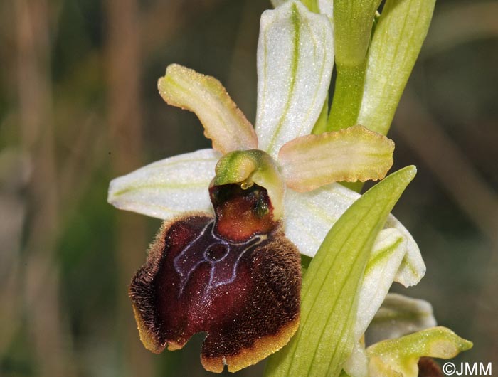 Ophrys suboccidentalis subsp. olonae