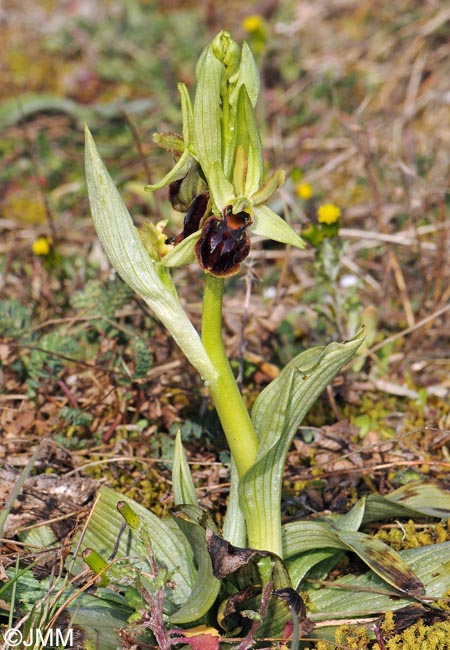 Ophrys suboccidentalis subsp. olonae