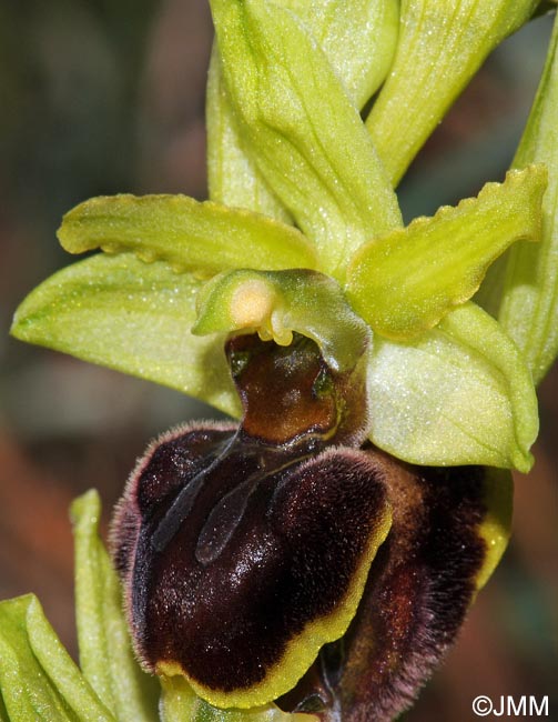 Ophrys suboccidentalis subsp. olonae