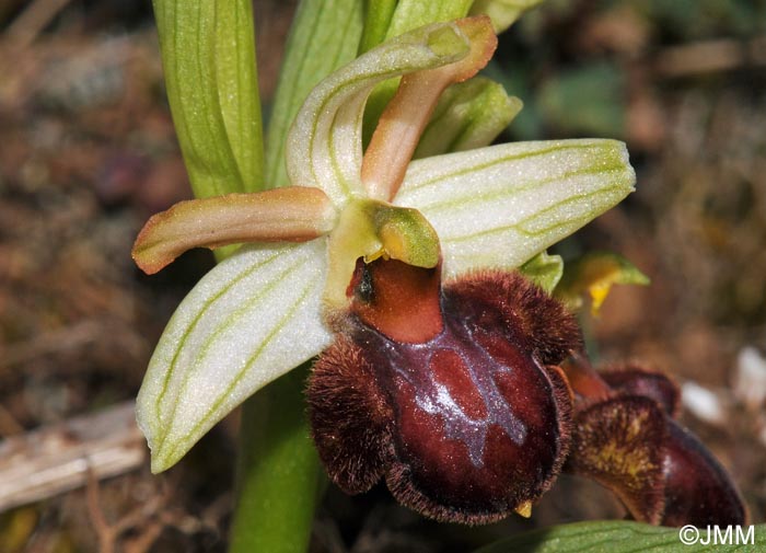 Ophrys suboccidentalis subsp. olonae