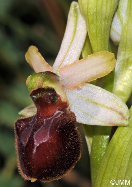 Ophrys suboccidentalis subsp. olonae