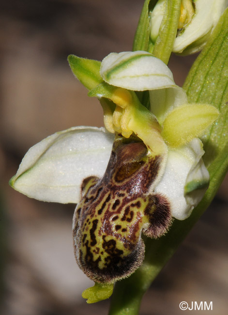 Ophrys philippi 