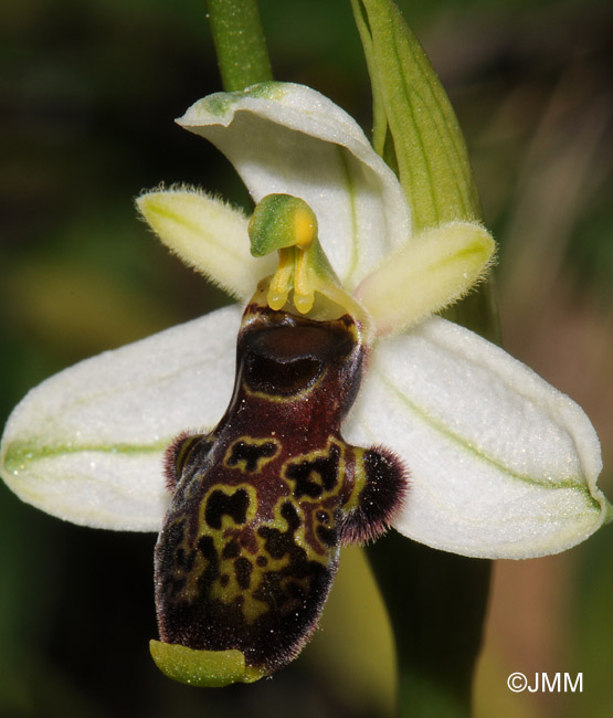 Ophrys philippi 