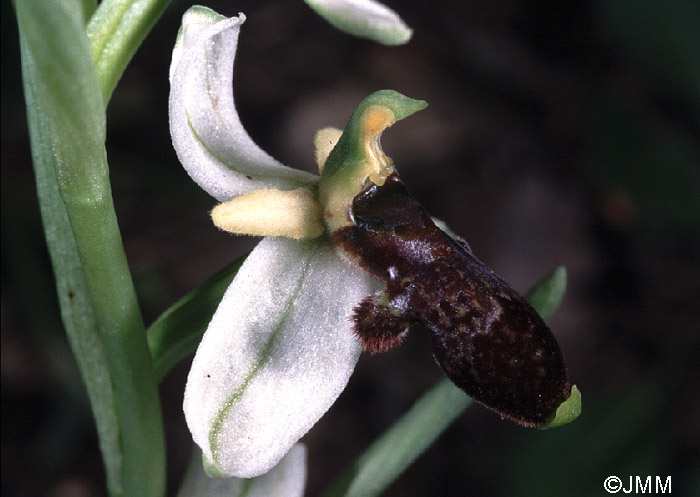 Ophrys philippi