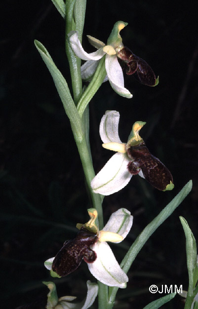 Ophrys philippii 