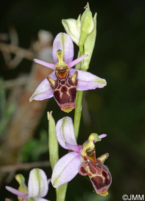 Ophrys picta