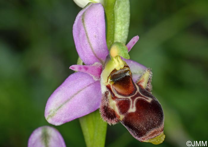 Ophrys picta