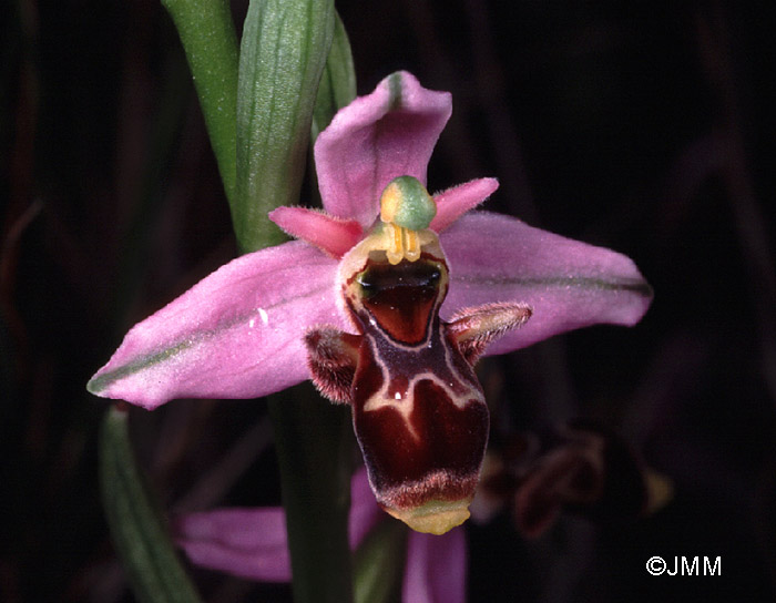 Ophrys picta 