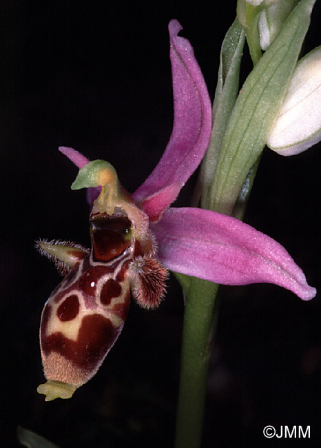 Ophrys picta